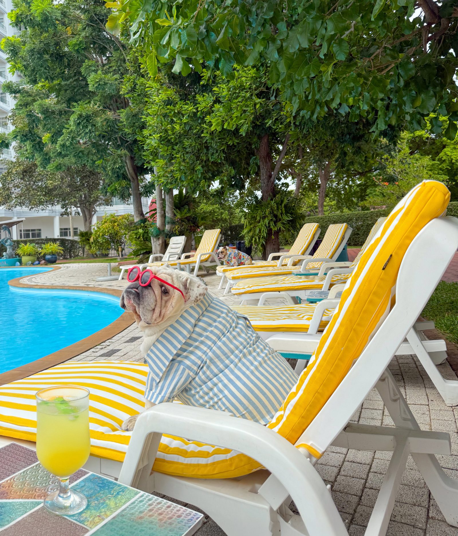 Bulldog in sunglasses lounging by the pool at Cera Cha-am
